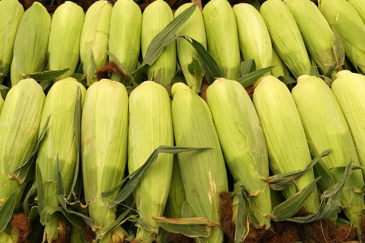 本地市场上的新鲜玉米特写