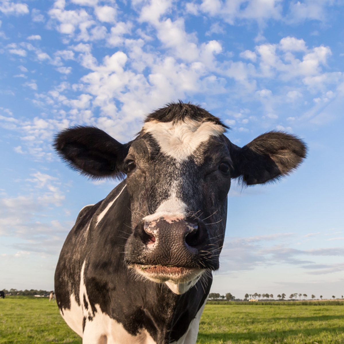 近距离的荷兰黑白奶牛在荷兰