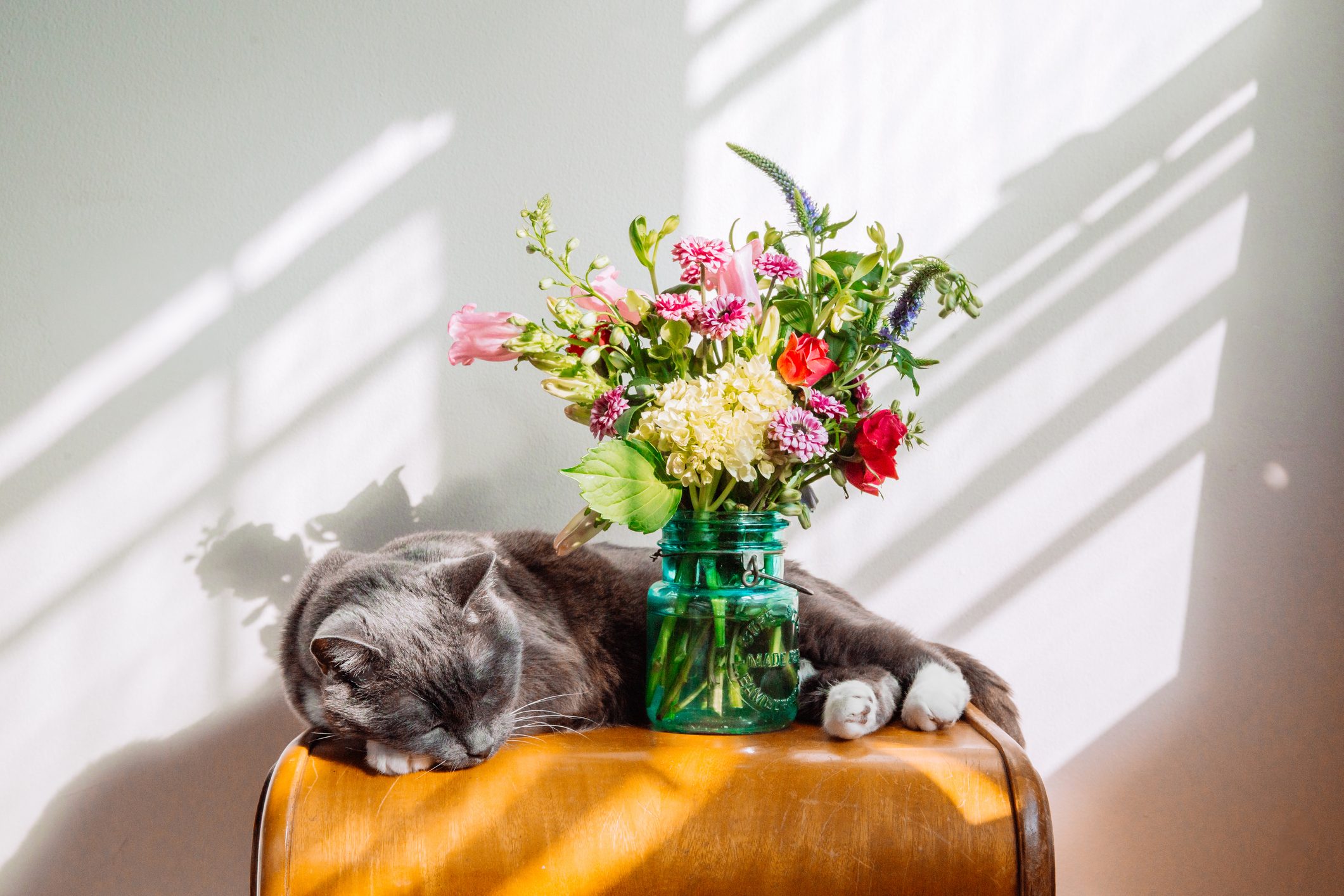 猫睡在花瓶里的花