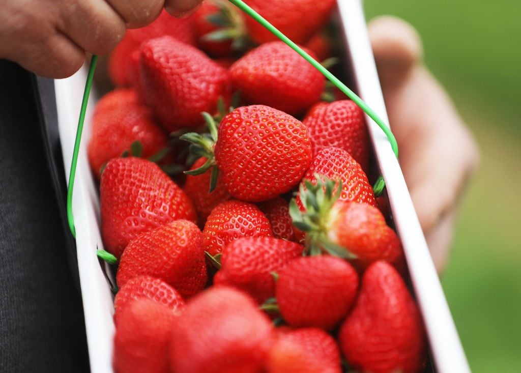 北威州的草莓收获的开始